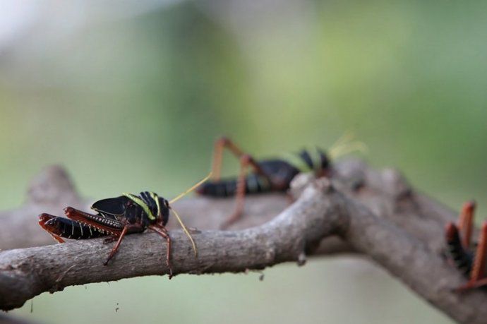 Recapturaron al interno que se había fugado de la Unidad Penal de Loreto 1 alerta
