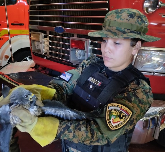 Más de 130 animales silvestres rescatados en Misiones en lo que va del año 1 animales 1