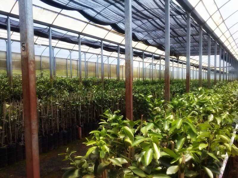 capacitacion de citrus1