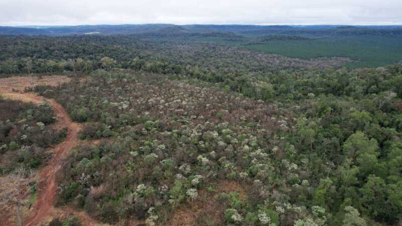 Tras una denuncia por desmonte, Ecología inspeccionó área indígena en Caraguatay 1 ecologia 1