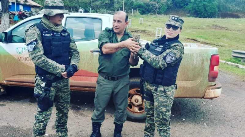 Rescataron una cría de “Margay” que ofrecían a la venta en una vivienda de San Vicente 1 ee921f8f f6fd 4da5 8c38 62dee4ad2047