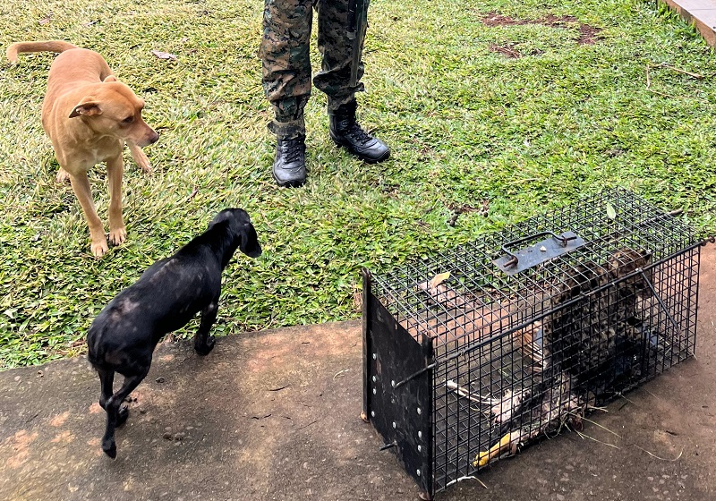 Rescatan y liberan a felino silvestre hallado en predio Ñande Kera 1 felino