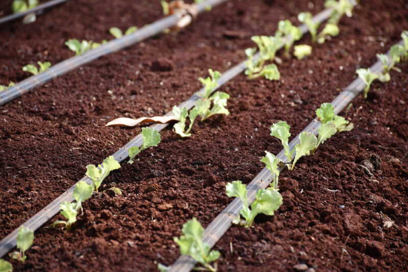 Cambio Rural, una herramienta que fortalece la producción hortícola misionera 1 horticola 08