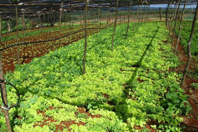 horticolas