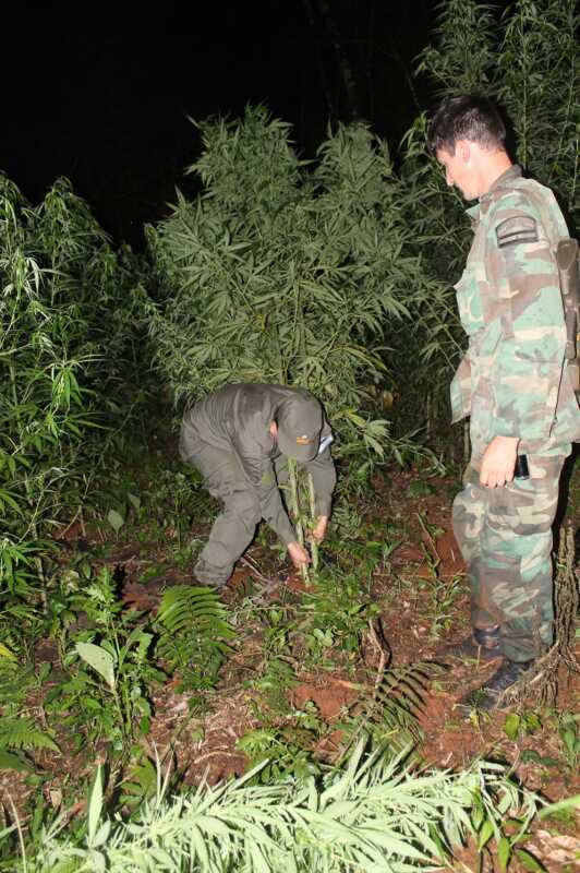 marihuana misiones