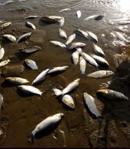 Muerte masiva de peces en Ituzaingó: aseguran que se debió al cierre de compuertas de Yacyretá 1 nokkn