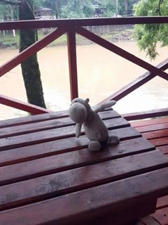peluche22