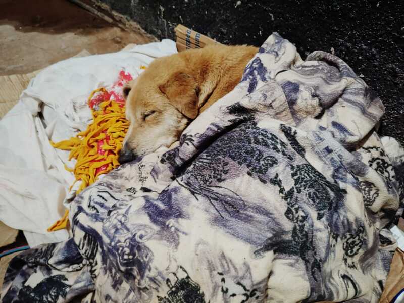 Seis perros fueron rescatados en Oberá y Jardín América: ahora esperan ser adoptados 1 perros rescate 1 1