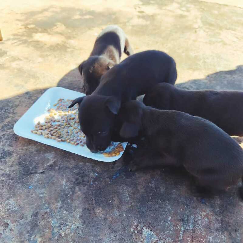 Seis perros fueron rescatados en Oberá y Jardín América: ahora esperan ser adoptados 2 perros rescate 2