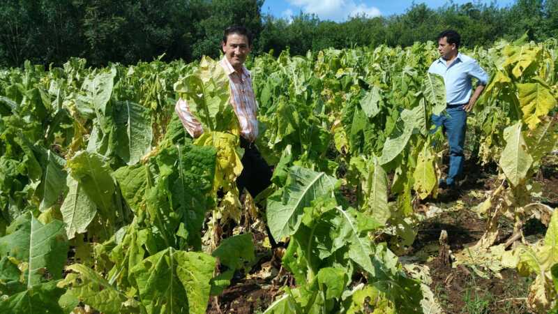 plantaciones afectadas111