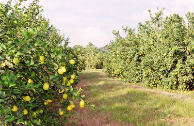 plantas de citrus