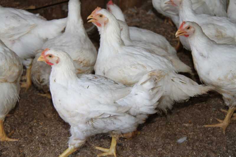 Misiones con potencial para producir pollo a gran escala 1 pollos de Margarita Grill