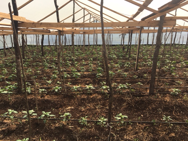 recorren produccion horticola 6