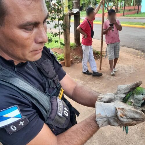 rescate de animales 1