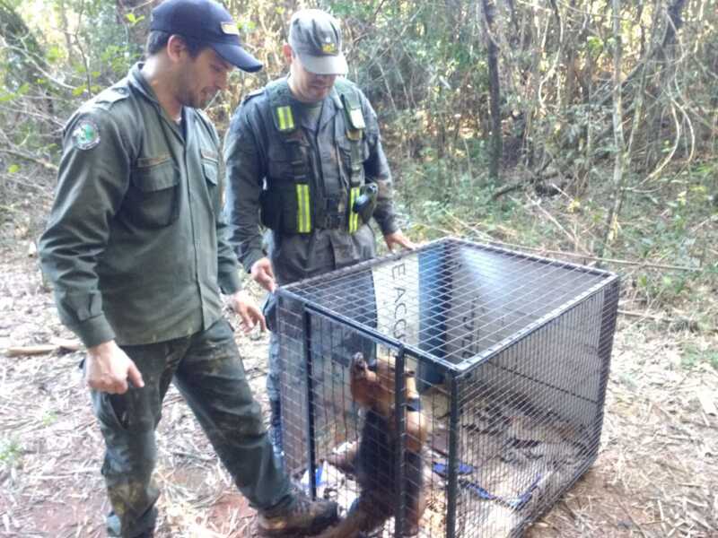 Rescatan ejemplar de oso melero en la selva misionera 1 rescate oso melero 1