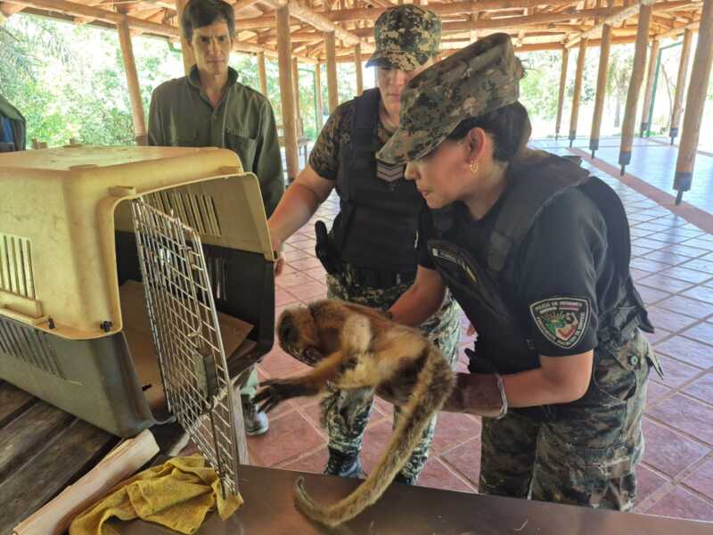 Más de 130 animales silvestres rescatados en Misiones en lo que va del año 2 rescate silvestre 10