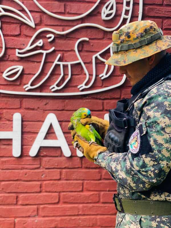 Más de 130 animales silvestres rescatados en Misiones en lo que va del año 3 rescate silvestre 6