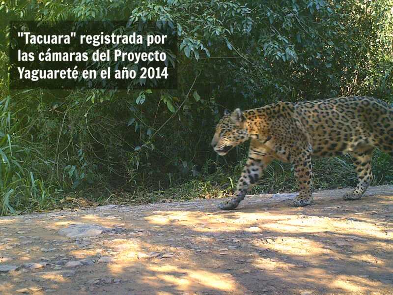 tacuara1