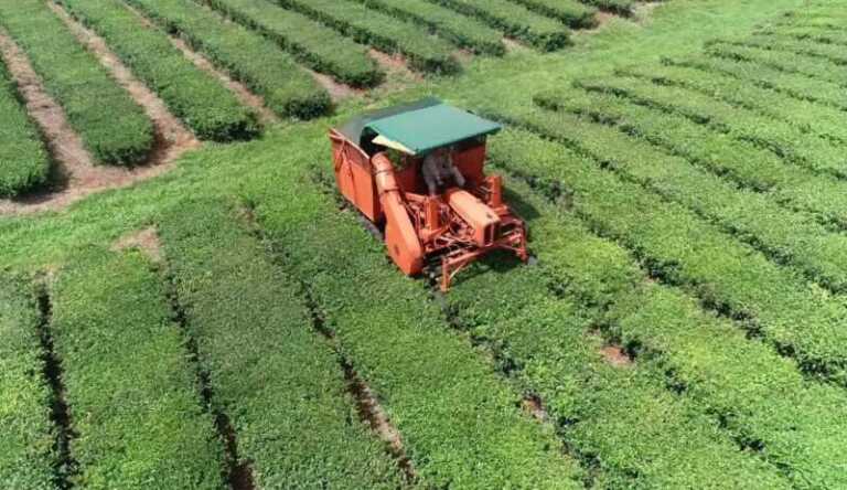 La COPROTÉ fijó en $95 el precio garantía del brote de té para la nueva zafra