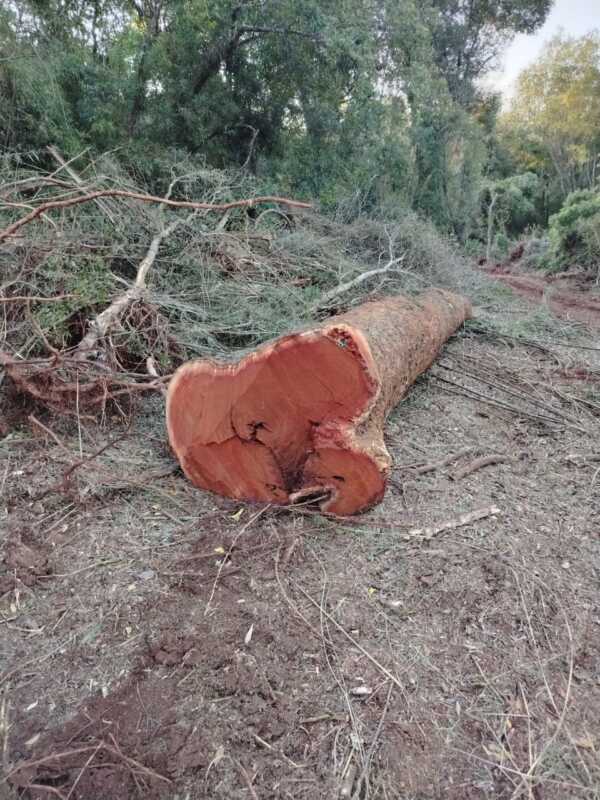 El MAM inició un campamento en Colonia Alberdi contra el apeo ilegal y la ocupación de tierras 4 Apeo ilegal Alberdi 2