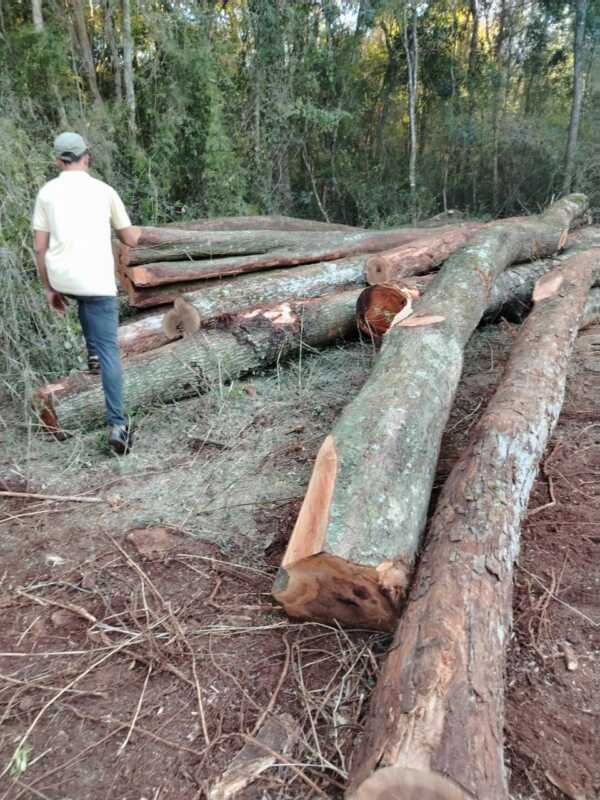 El MAM inició un campamento en Colonia Alberdi contra el apeo ilegal y la ocupación de tierras 3 Apeo ilegal Alberdi 3