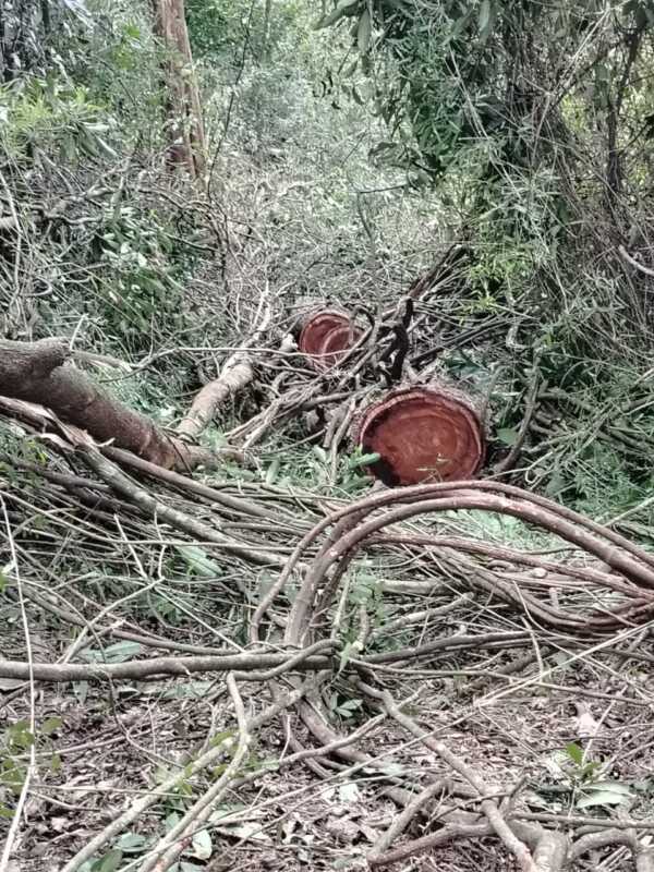 El MAM inició un campamento en Colonia Alberdi contra el apeo ilegal y la ocupación de tierras 1 Apeo ilegal Alberdi 6