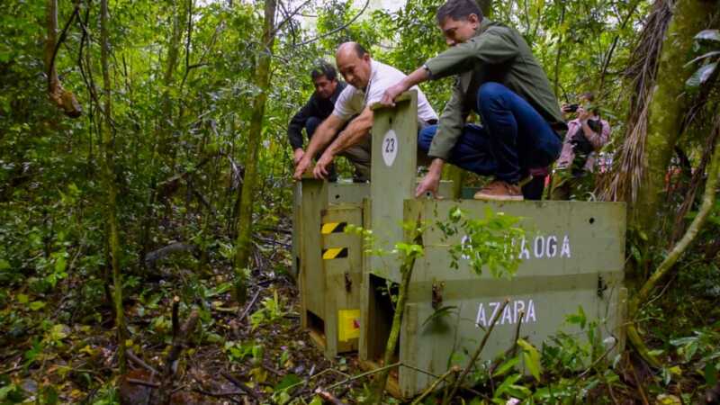 Tras un largo proceso de rehabilitación, tres pecaríes labiados y una lechuza fueron reinsertados en su hábitat natural 2 animales habital 2