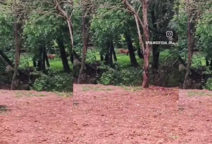 Investigan el supuesto avistamiento de un puma en Posadas
