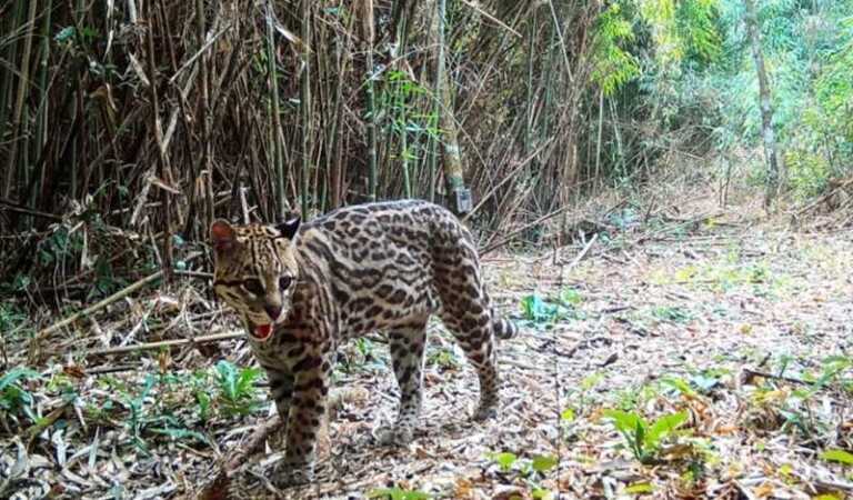 Realizan el mayor relevamiento poblacional del ocelote en la selva misionera
