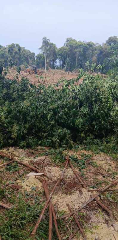 Polémica autorización de Ecología reaviva el conflicto por desmontes en tierras Mbya de Garuhapé 2 Monte arrasado en Puente Quemado 2