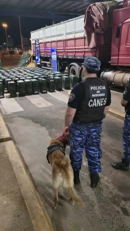 Secuestraron 100 mil atados de cigarrillos ilegales ocultos bajo una carga de maíz en un camión 2 WhatsApp Image 2025 11 16 at 09.22.03