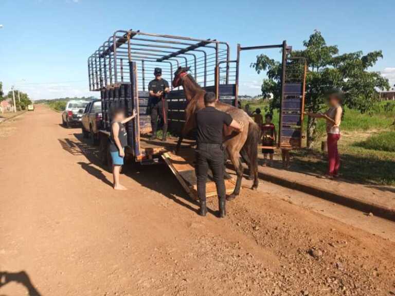 Policías rescataron a caballo maltratado y abandonado en la zona de Itaembé Guazú