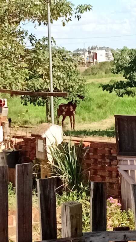 Policías rescataron a caballo maltratado y abandonado en la zona de Itaembé Guazú 1 WhatsApp Image 2025 11 27 at 08.08.13