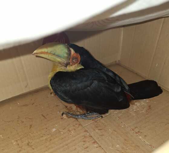 tucan herido