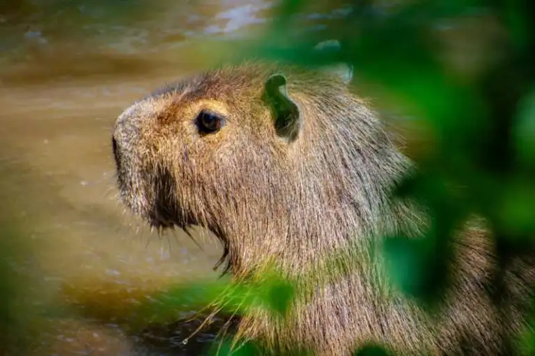 animales rescatadas 8