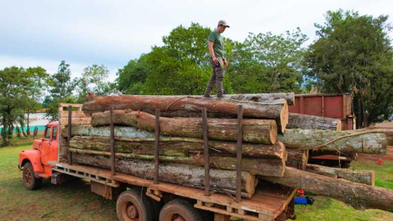 MADERA NATIVA 2