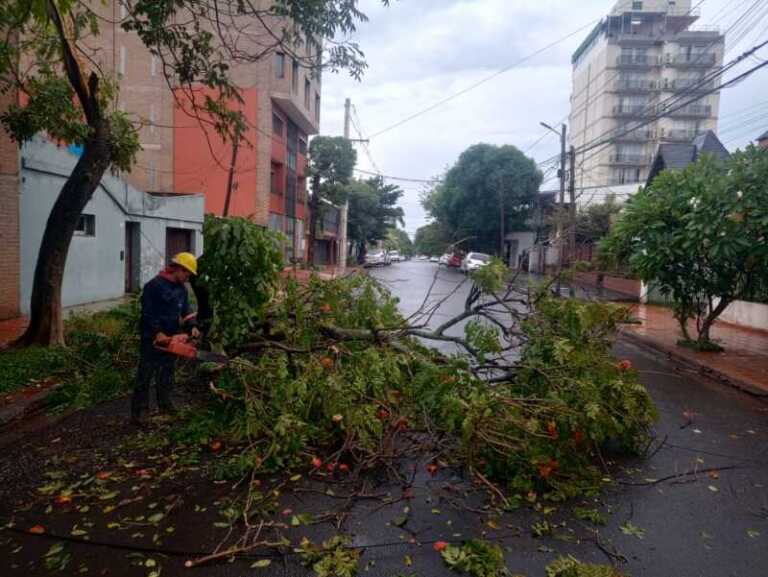 Temporal provocó caída de postes y árboles en Posadas