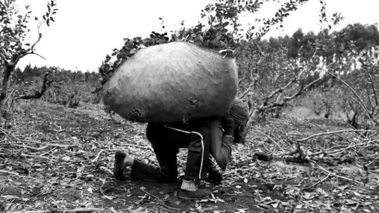 tareferos-yerba-te-misiones-fol