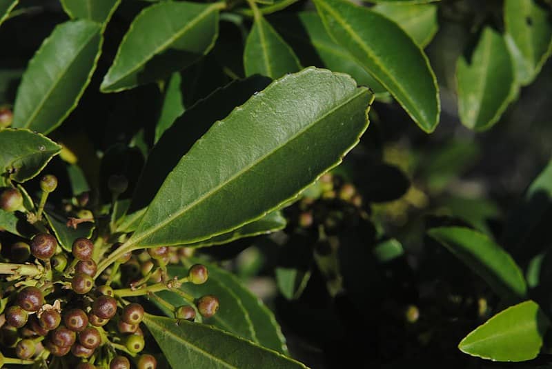 Ilex_dumosa-_fuente-Wikipedia-1