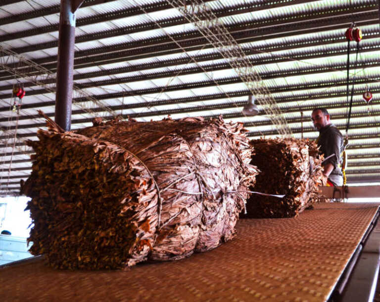 Tabaco-record-2026-02