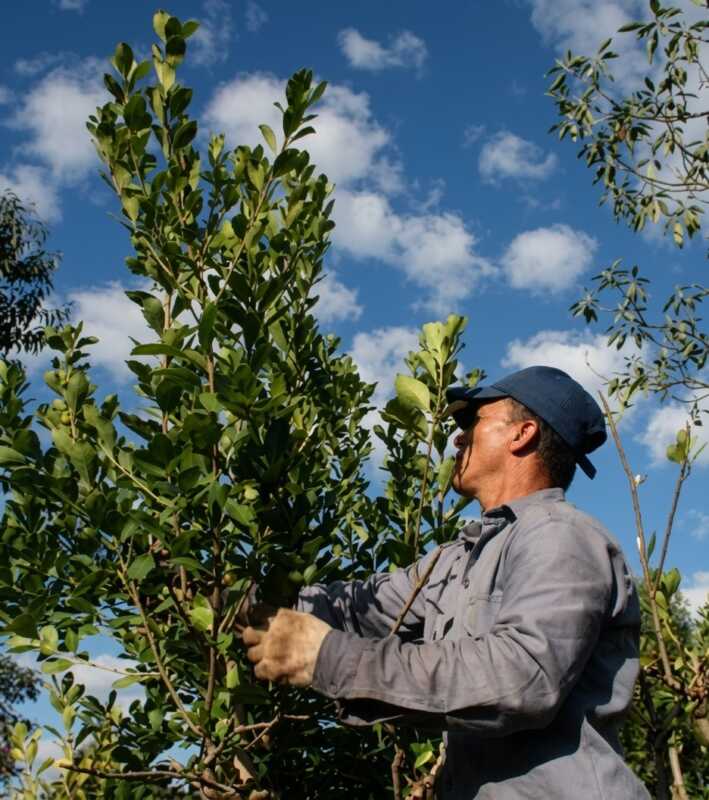 La yerba mate mantendrá su identidad histórica como Ilex Paraguariensis 1 YERBA 1