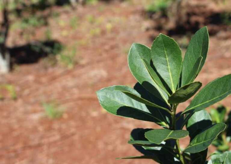 YERBA 2