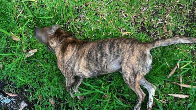 muerte perro