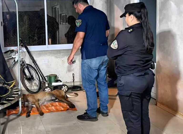 muerte perro cande (2)