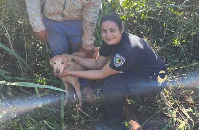 rescate perra