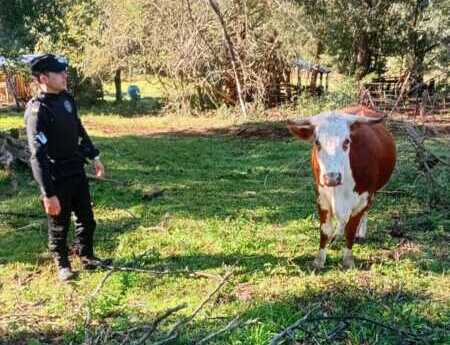 vaca almafuerte