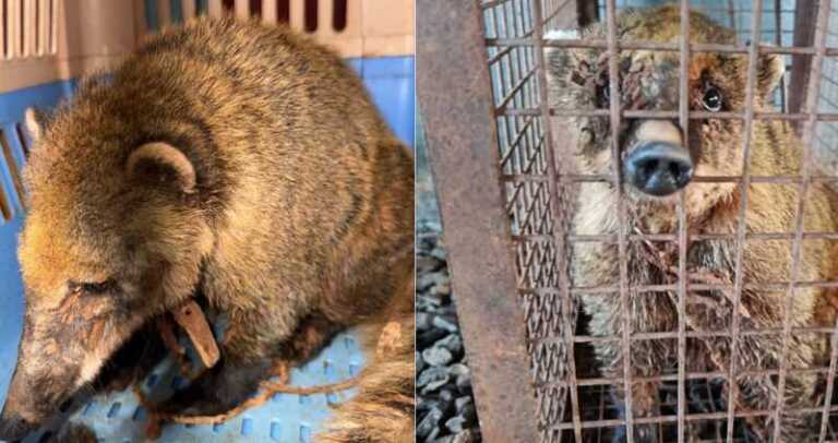 coati