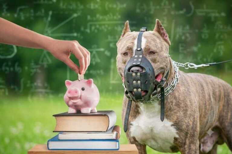 educación financiera y tenencia perros