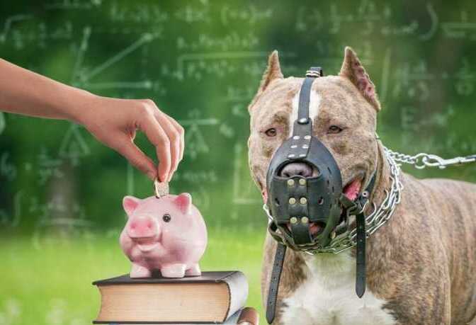 educación financiera y tenencia perros