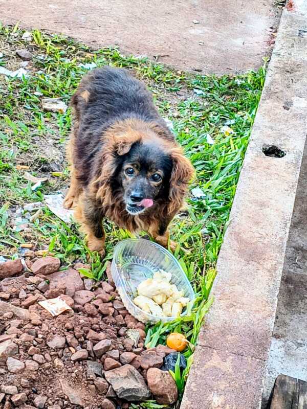 perros 1